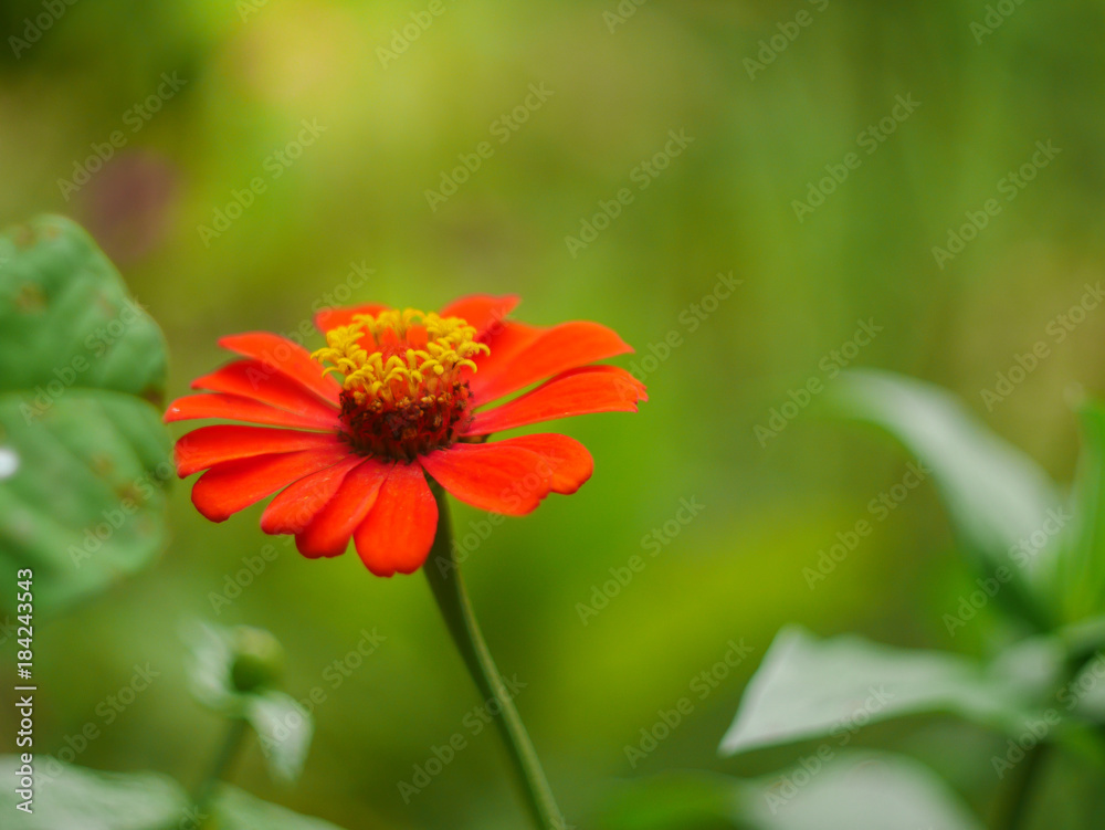 red zinnia flower with yellow pollen on green background red zinnia flower with yellow pollen on green background