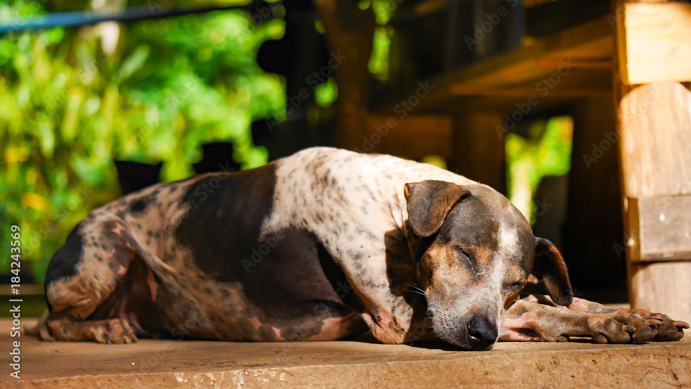 a brown black and white dog is sleeping on the ground with warm sunlight. a brown black and white dog is sleeping on the ground with warm sunlight.