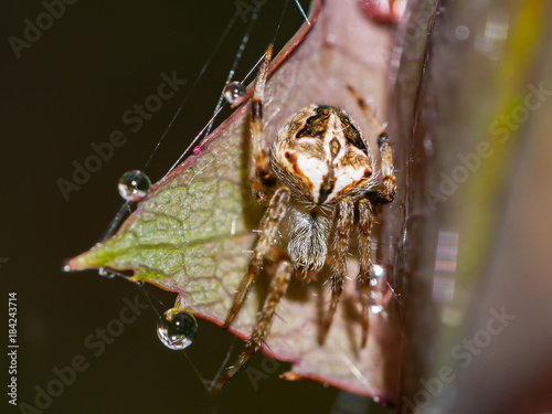 close up of spider with cobweb on leaf with droplet after raining photo