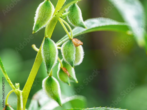Green tree with hairy pods