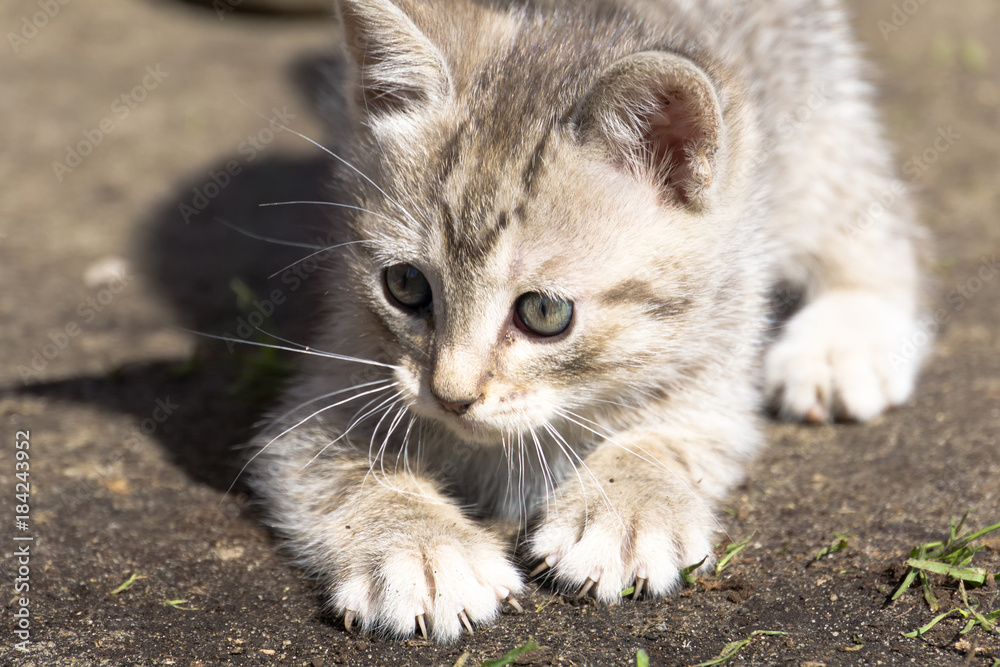 Obraz premium Tabby Kitten Play Outside