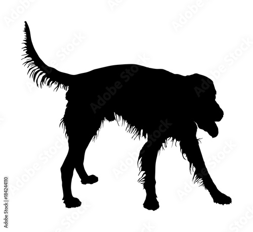 Portrait of hunting Irish Red Setter vector silhouette illustration isolated. Sotar Rua. Ireland Setter. Beware of dog. photo