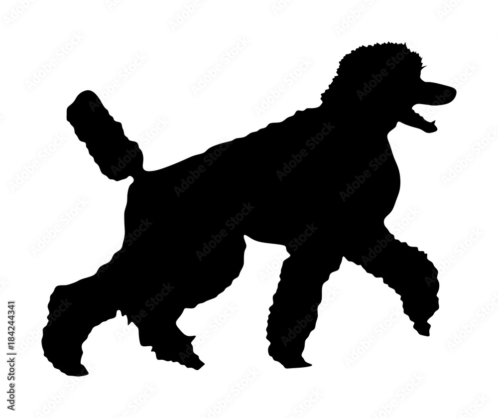 Portrait of Royal Poodle vector silhouette illustration isolated. French black poodle walking. Beware of dog.