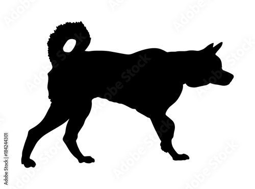 Siberian Husky dog vector silhouette illustration. Akita inu breed vector silhouette. Beware of dog.