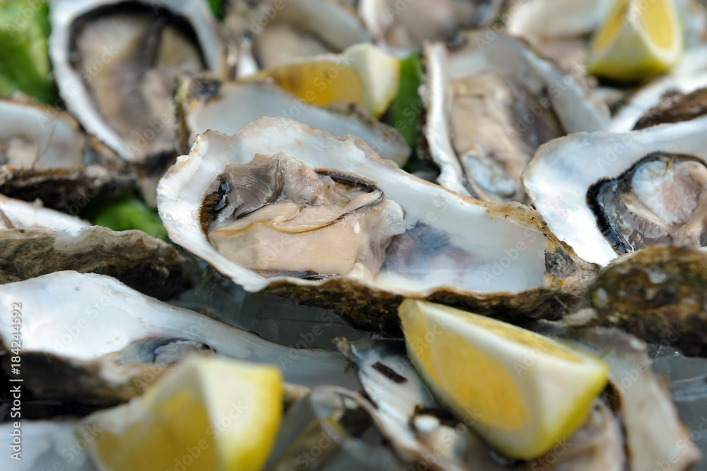 Close up of very fresh oyster -Ostrea. Shell 