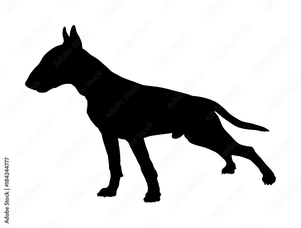 Portrait of Bull terrier vector silhouette illustration isolated. Beware of dog.
