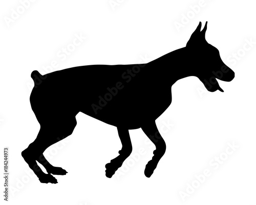 Portrait of Doberman Pincher dog vector silhouette illustration isolated.  German military guardian dog. Dog for detecting smuggling drugs. Beware of dog.