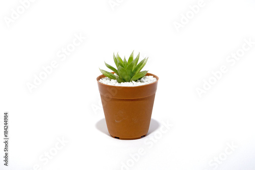 Haworthia succulent plants isolated on white background