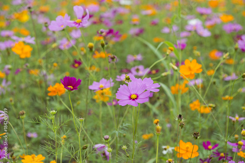 Cosmos flowers blooming in the garden © winai