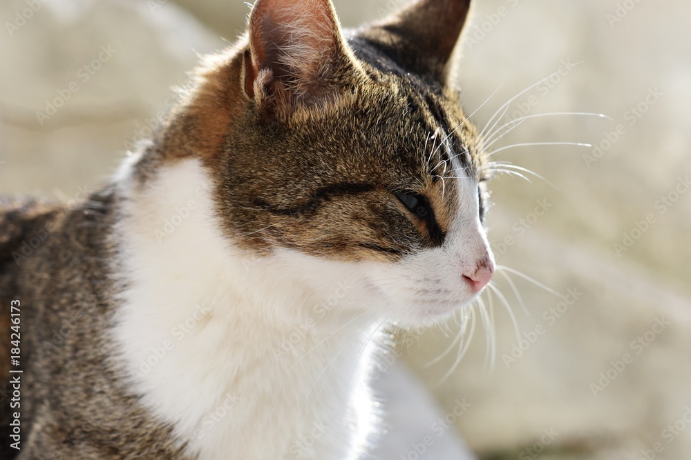 Portrait of house cat outside at sunny day