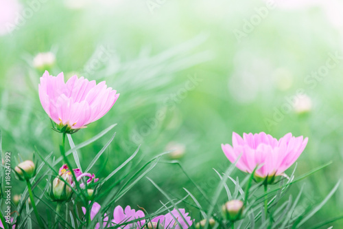 Cosmos Flowers
