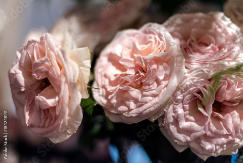 Beautiful roses flowers.