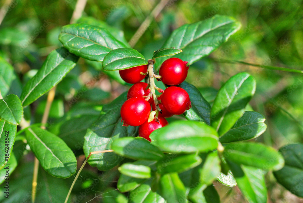 Lingonberry on a background of green leaves on a sunny day. Weekend in the forest in Russia. Berries in the nature of the Russian forest.