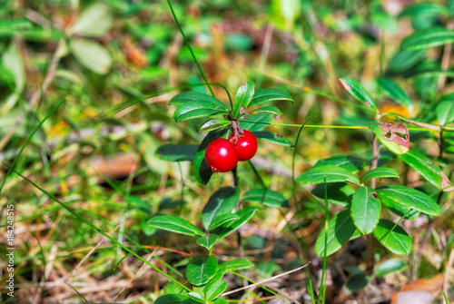Lingonberry on a background of green leaves on a sunny day. Weekend in the forest in Russia. Berries in the nature of the Russian forest.