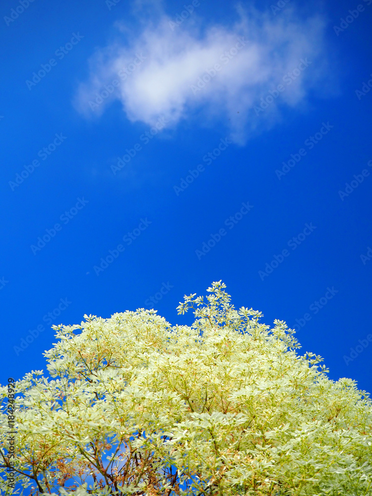 Tree with blue sky backdrop Tree with blue sky backdrop
