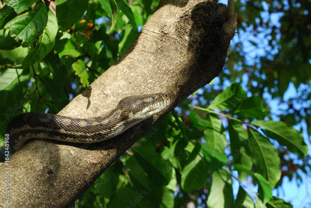 carpet python carpet python