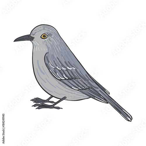 vector drawing mockingbird photo