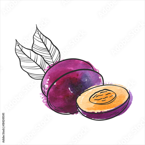 vector drawing plum
