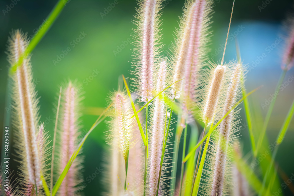 Tall grass in nature