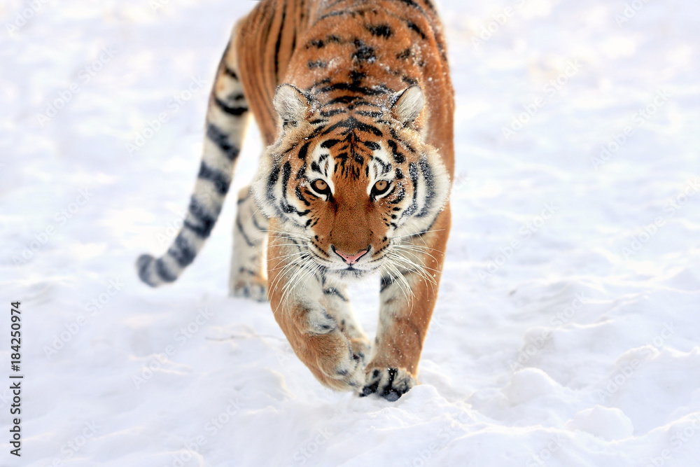 Fototapeta premium Tiger in snow