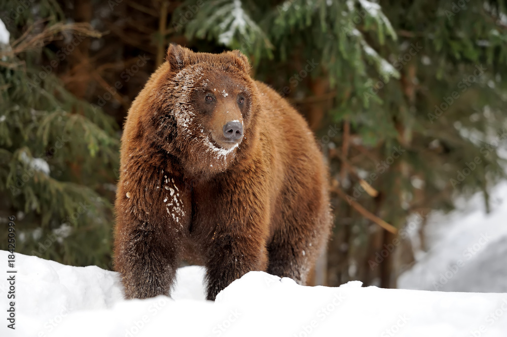 Fototapeta premium Bear in winter time