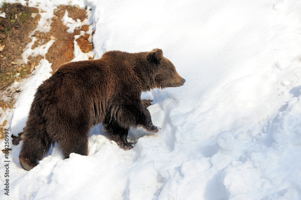 Obraz premium Bear in winter time