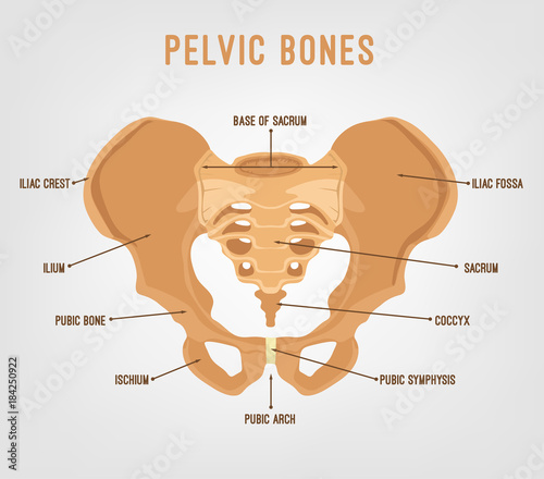 Human Pelvis Image photo