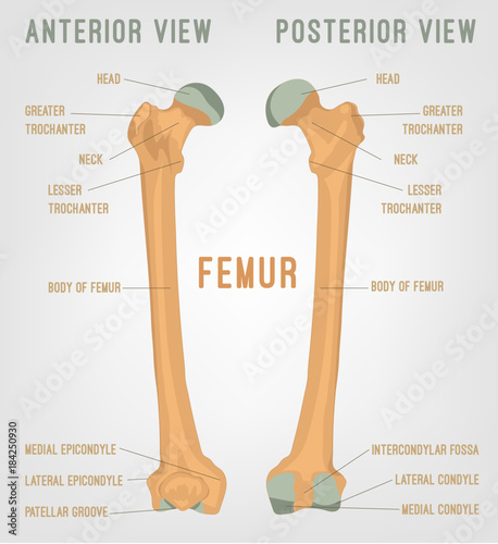 Human femur bones photo
