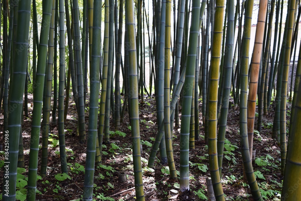 竹林 竹林