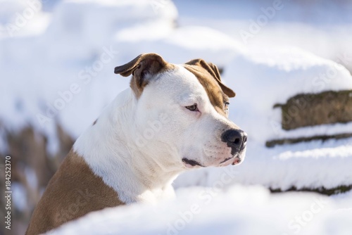 american staffordshire terrier dog. amstaff head close up