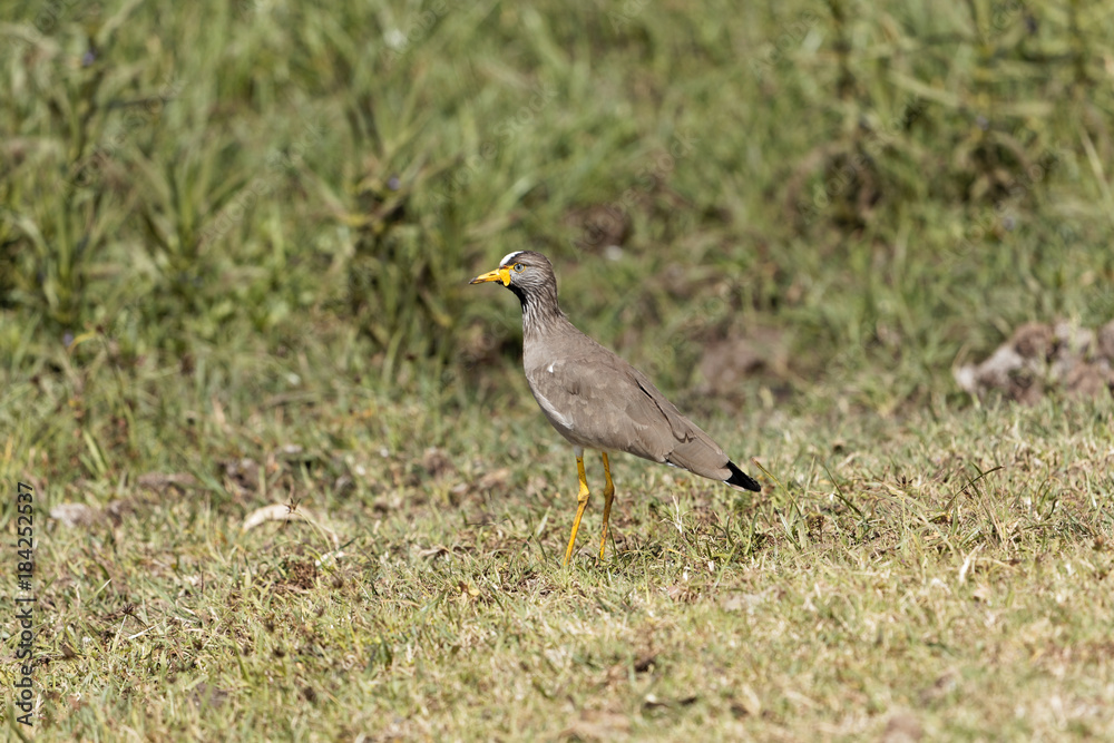 Senegal wattled plover (Vanellus senegallus) on a meadow Senegal wattled plover (Vanellus senegallus) on a meadow