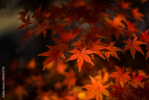 Maple leaves  Japan autumn season