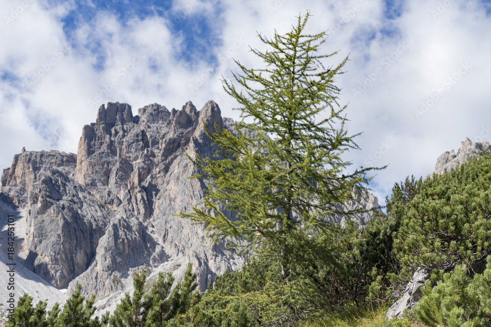 Italien, Dolomiten, Hochpustertal, Naturpark Drei Zinnen, kleiner Lärchenbaum vor dem Papernkofel.