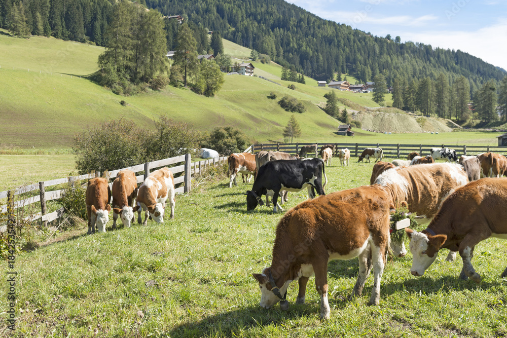 Italien, Dolomiten, Hochpustertal, weidende Kühe bei Sexten.