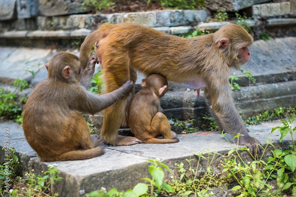 Monkeys in Pashupatinath Temple in Kathmandu, Nepal.