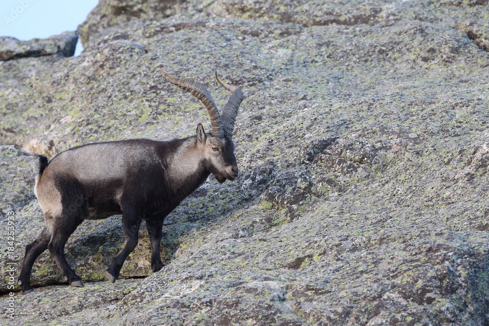 iberian wild goat iberian wild goat