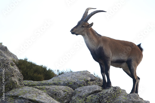iberian wild goat