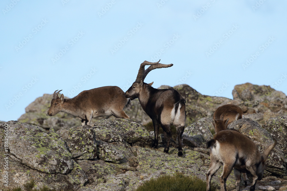 iberian wild goat iberian wild goat