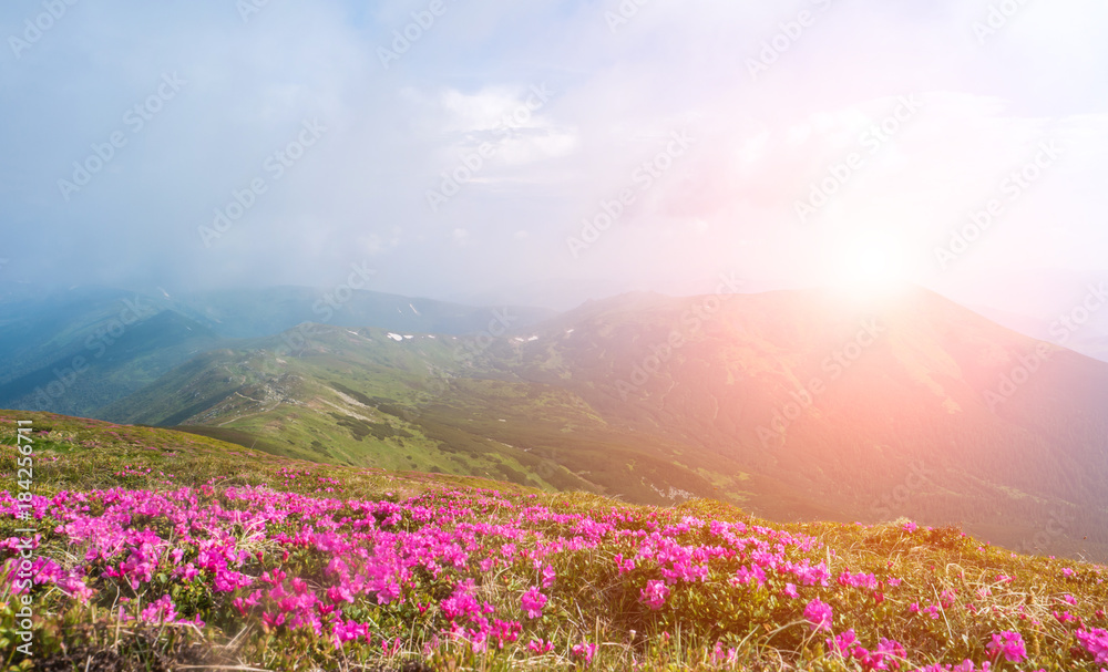 Panoramic view of beautiful landscape with blooming flowers and mountain tops in the background Panoramic view of beautiful landscape with blooming flowers and mountain tops in the background