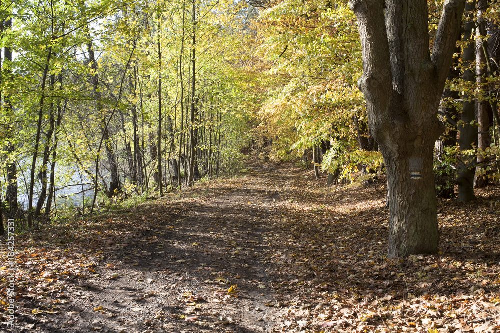 Obraz premium jesienna droga nad jeziorem