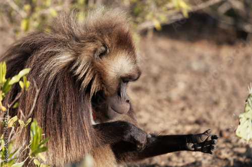 Male gelada baboon (Theropithecus gelada) in Ethiopia. photo