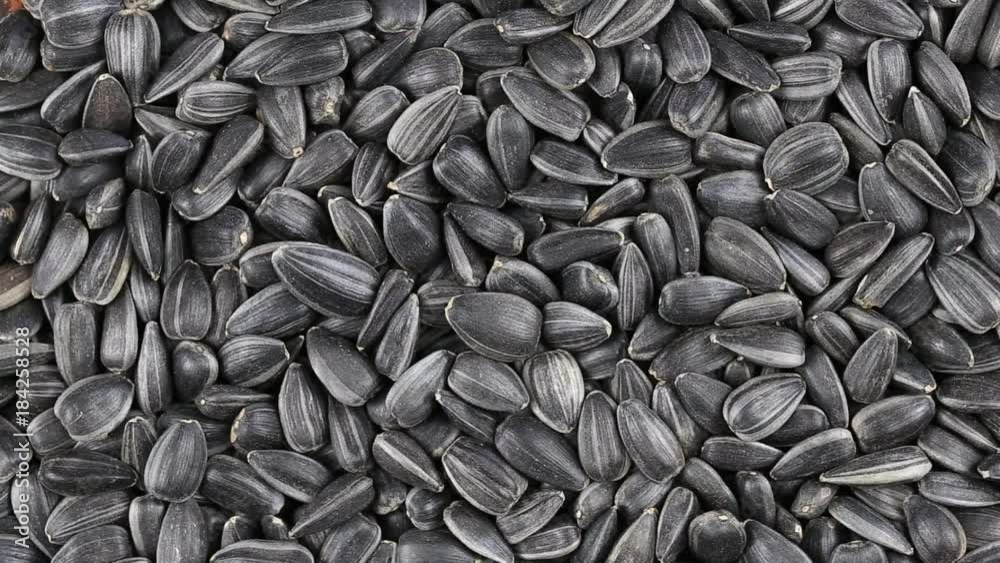 Sunflower seeds seeds close up. Loop rotation. Front of the camera rotates plate with sunflower seeds Sunflower seeds seeds close up. Loop rotation. Front of the camera rotates plate with sunflower seeds