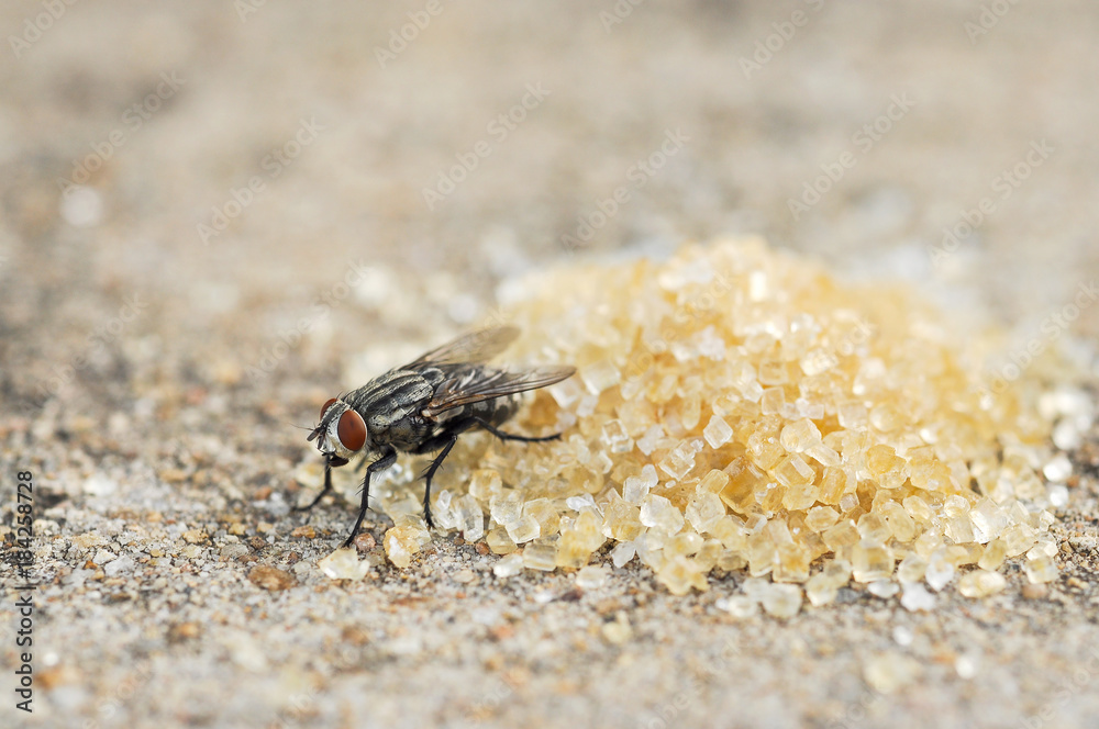 Fly eating brown and white sugar Fly eating brown and white sugar
