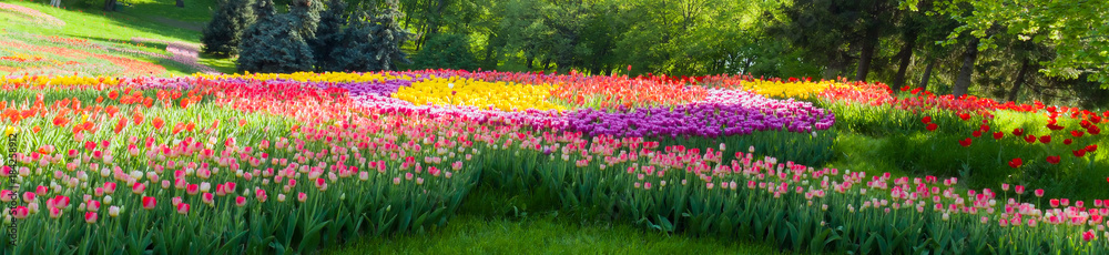 Tulip flowers red and yellow field and blue sky landscape Holland.