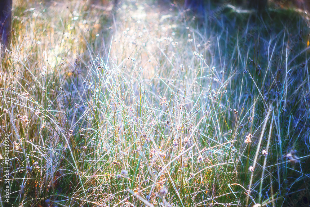 green grass with morning frost with sunlight in the garden