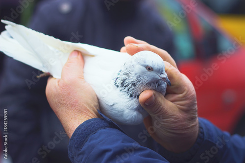 white dove in elderly man hands.