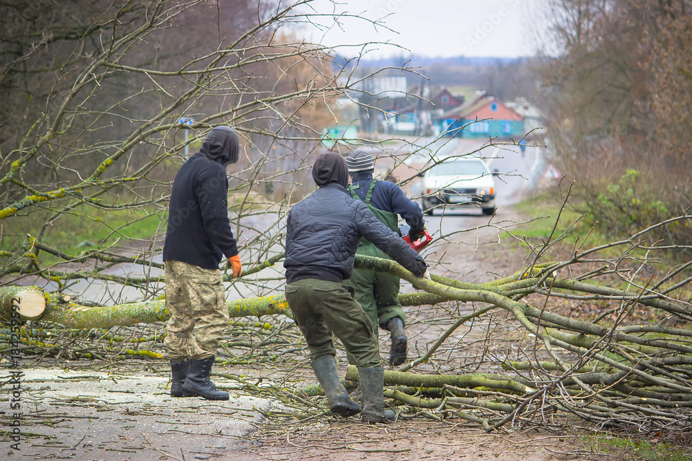 Worker lumberjack cuts fallen tree on the road Worker lumberjack cuts fallen tree on the road