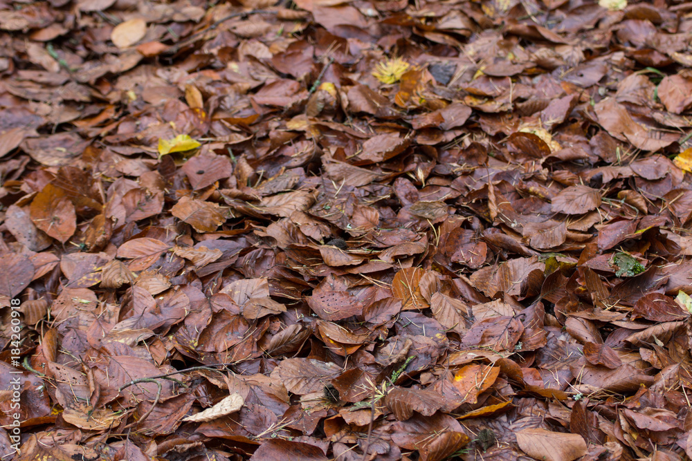 foilage in fall foilage in fall