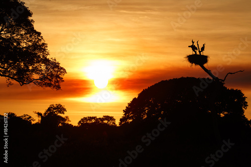 Beautiful red sunset in the brazilian Pantanal with jabiru nest on the background. Jabiru mycteria. Amazing and rare wildlife in the beauty of brazilian nature. Nature and landscape picture. photo