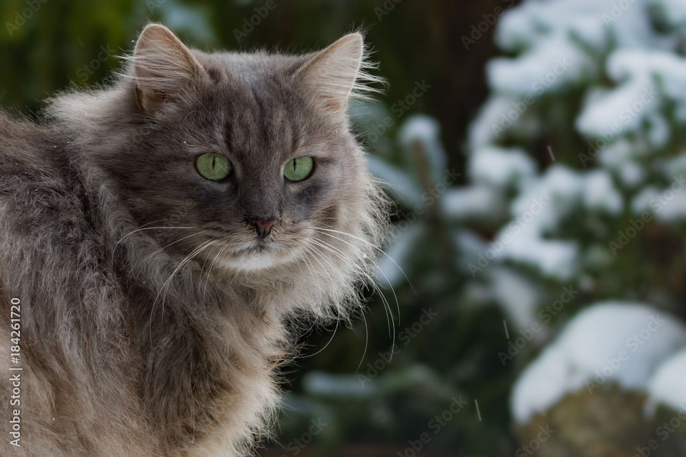 Grey longhaired cat in front of snow covered trees